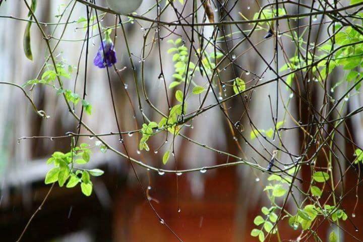 Bach Cuc Homestay Long Hải Exterior foto